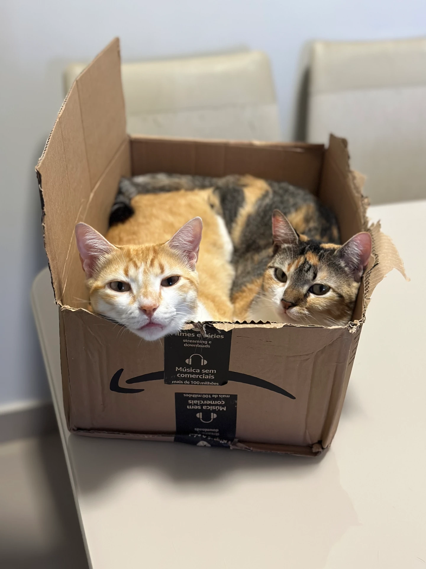 Dois gatos acomodados dentro de uma caixa de papelão
