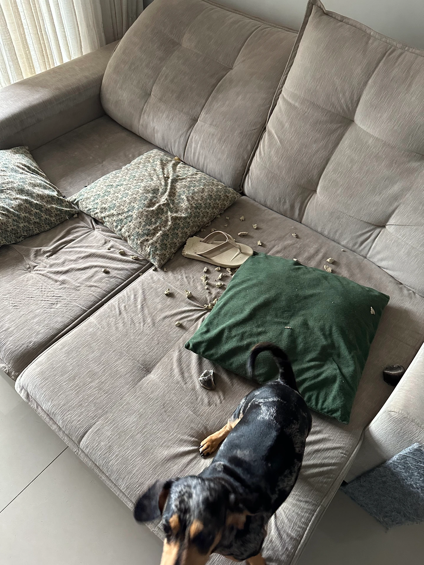 Sala com chinelo mastigado e uma das cachorras perto do sofá
