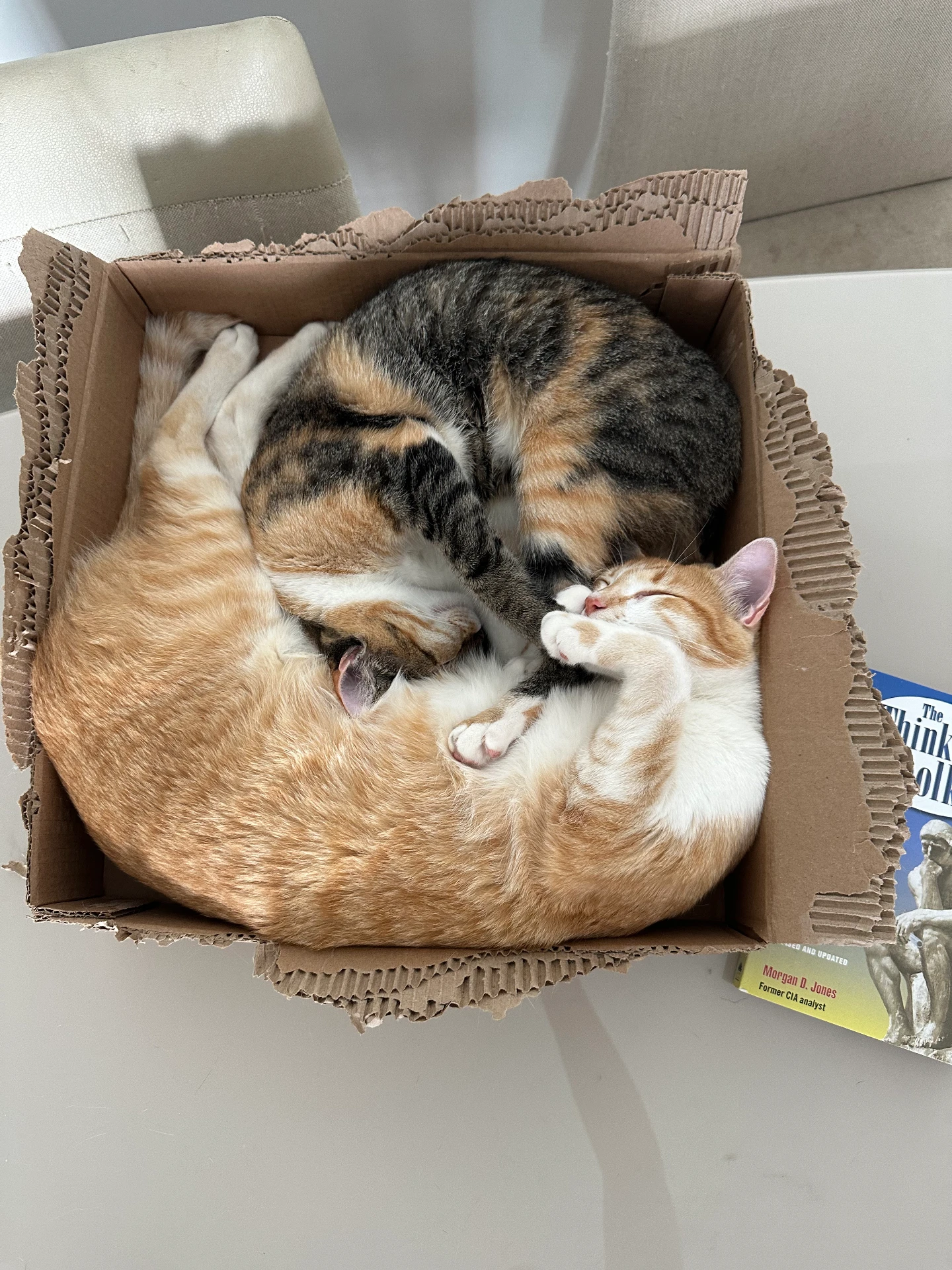 Três gatos dormindo apertados em uma caixa de papelão
